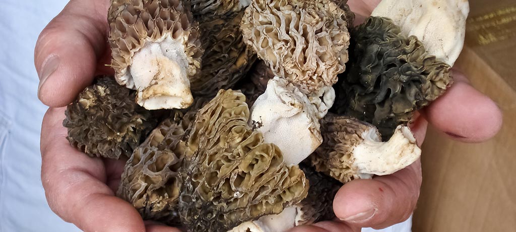 Fresh Morels cupped in two hands