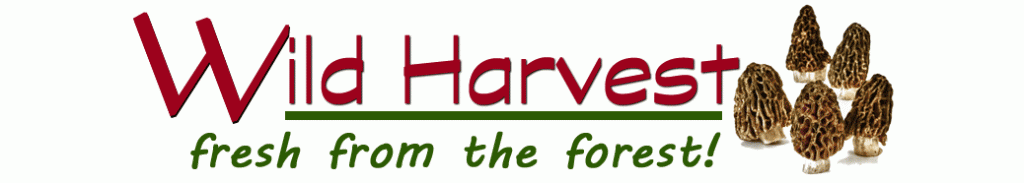 Wild Harvest – direct from the forest to the table – Wild Harvest